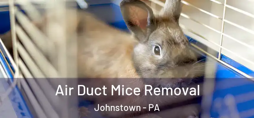  Air Duct Mice Removal Johnstown - PA